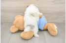 Pomeranian Pup Being Cute