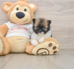 7 week old Pomeranian Puppy For Sale - Puppy Love PR