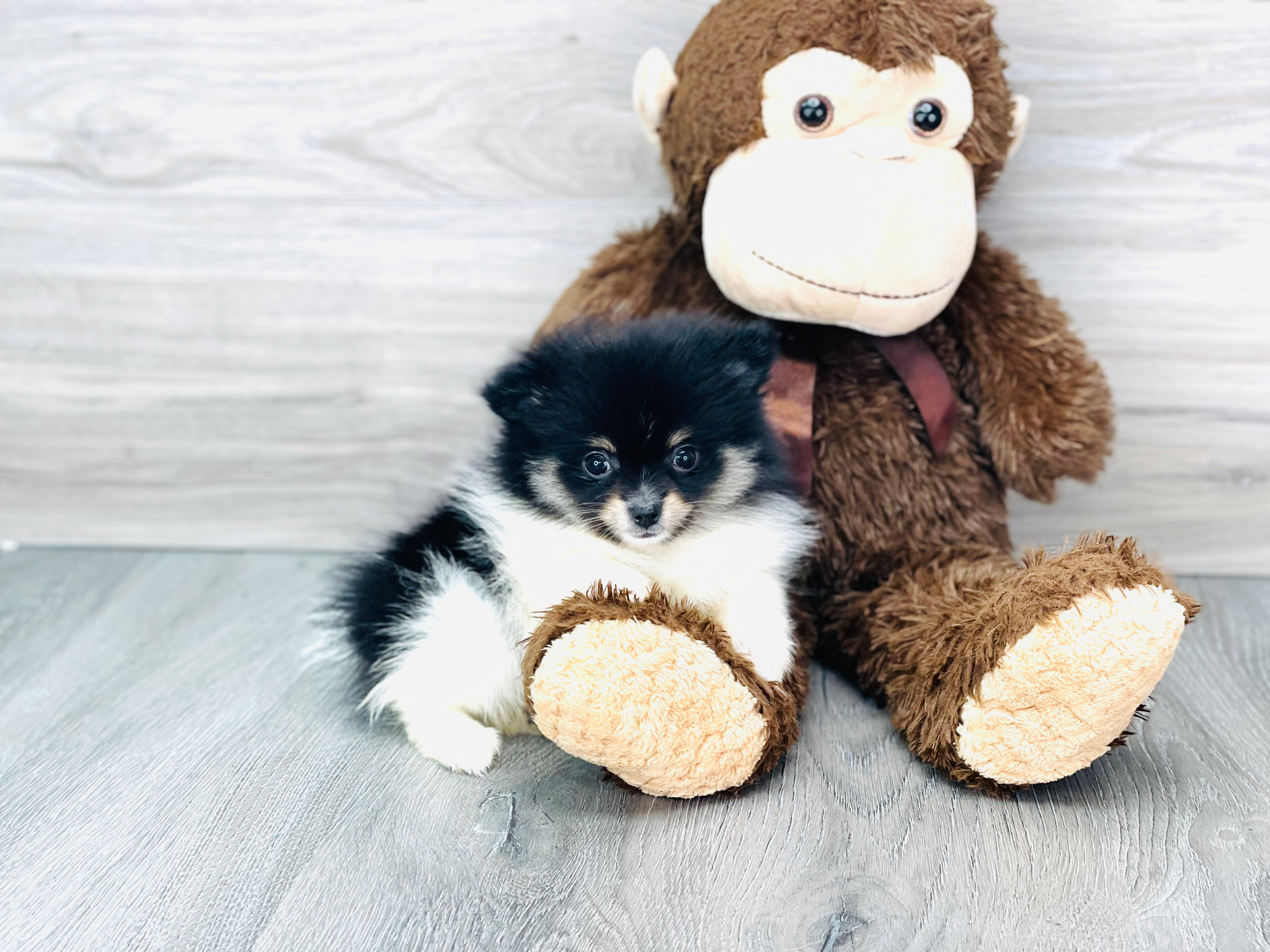 Cute Pomeranian Baby