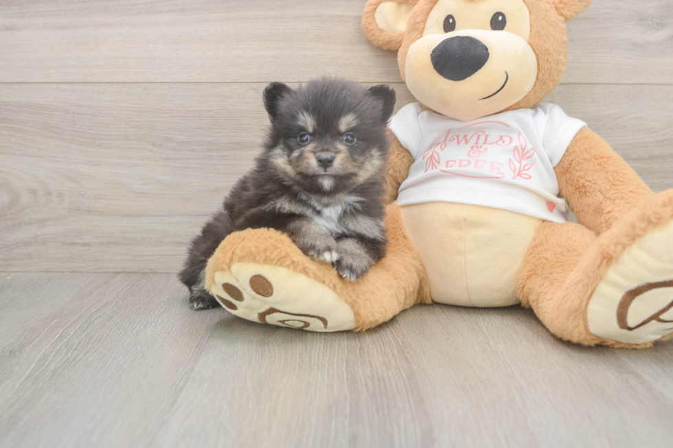 Best Pomeranian Baby