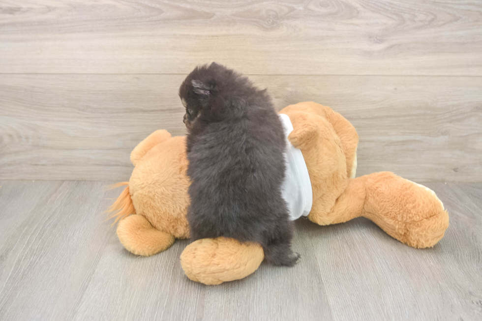 Pomeranian Pup Being Cute