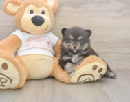 7 week old Pomeranian Puppy For Sale - Puppy Love PR