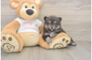 Little Pomeranian Purebred Pup