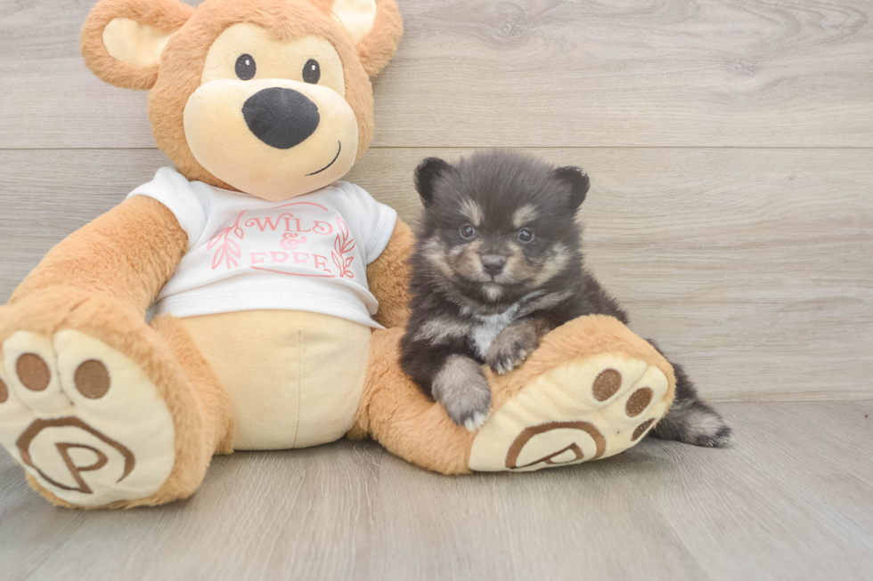 Little Pomeranian Purebred Pup