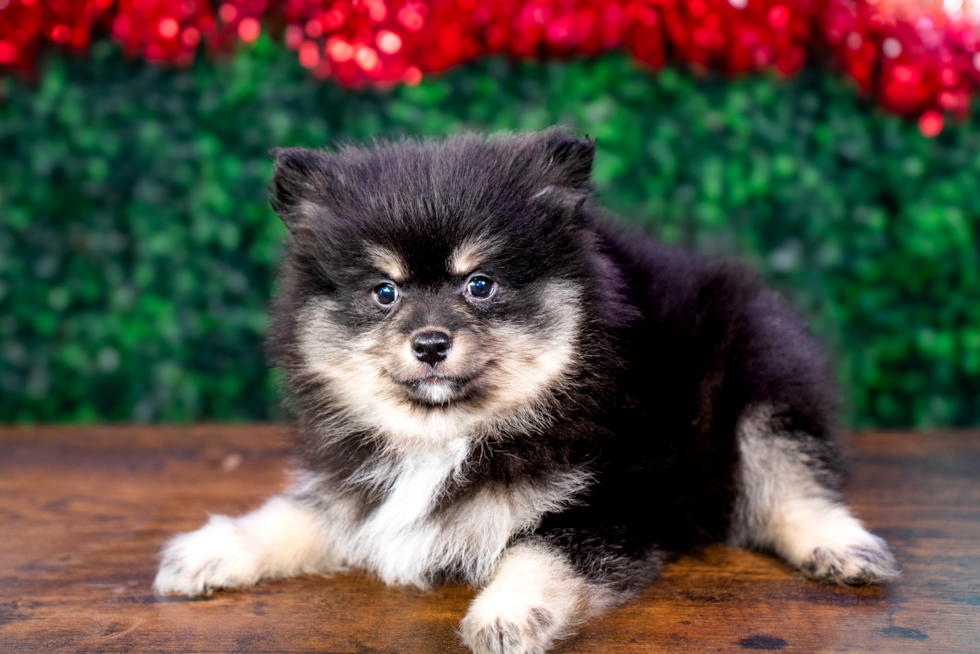 Cute Pom Purebred Puppy