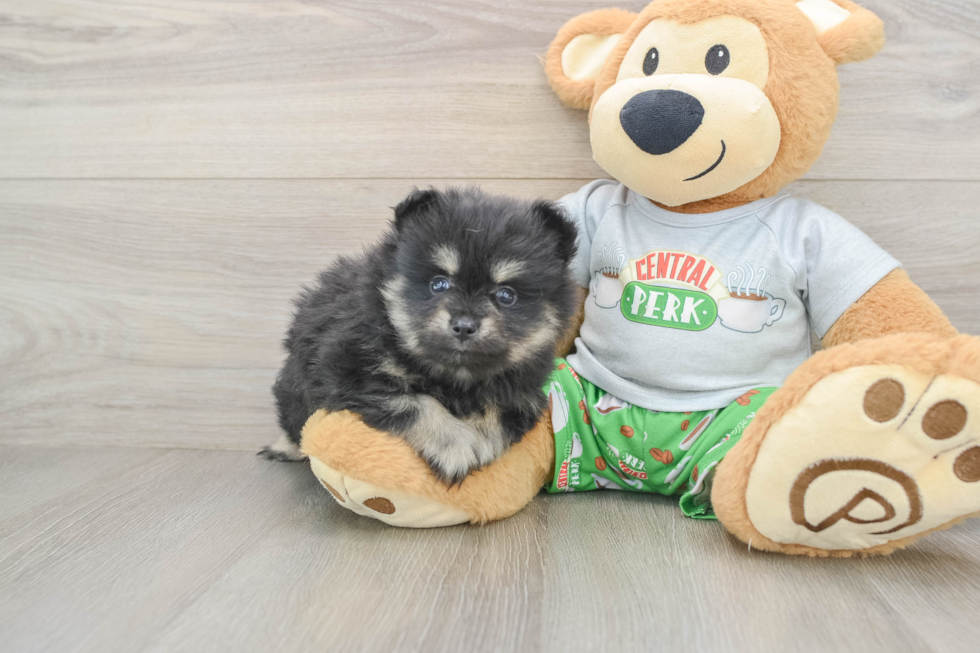 Funny Pomeranian Baby