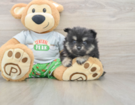 8 week old Pomeranian Puppy For Sale - Puppy Love PR