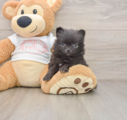 8 week old Pomeranian Puppy For Sale - Puppy Love PR