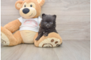 Best Pomeranian Baby