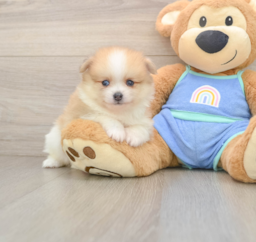 7 week old Pomeranian Puppy For Sale - Puppy Love PR