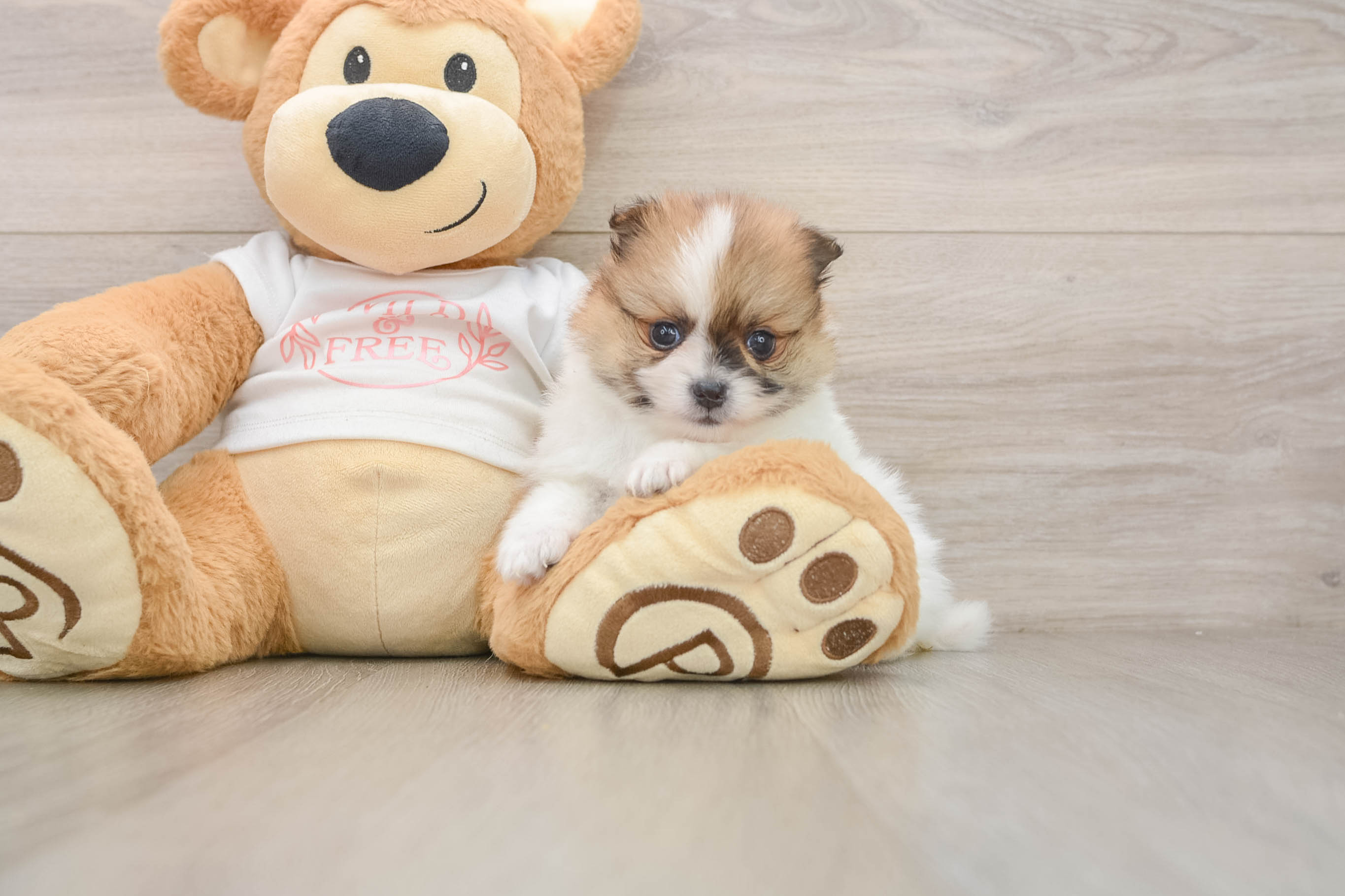 Pomeranian Pup Being Cute