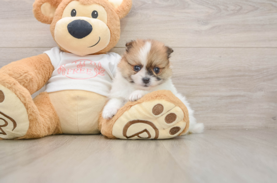 WATTS, a Pomeranian littermate