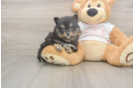 Best Pomeranian Baby