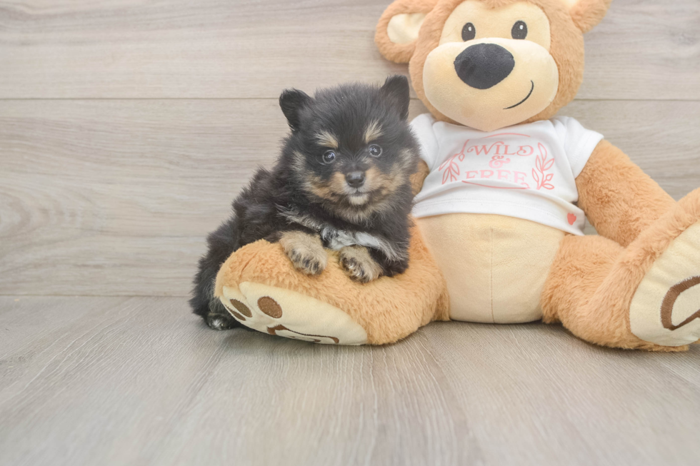 Best Pomeranian Baby