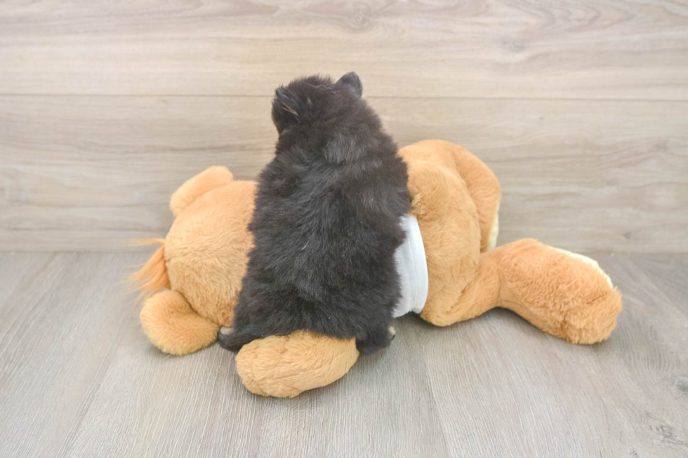 Playful Pomeranian Baby