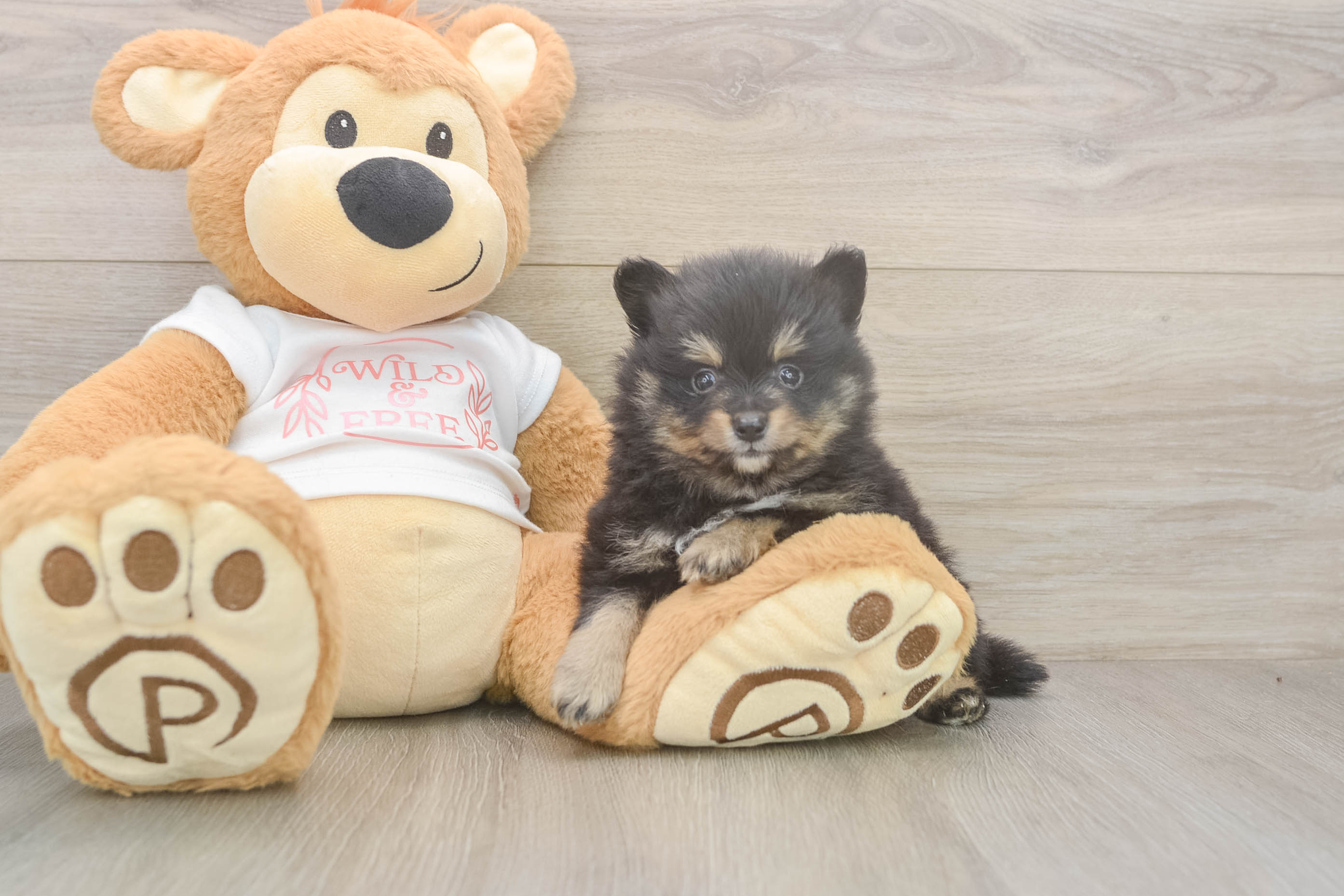 Pomeranian Pup Being Cute