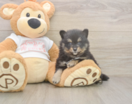 7 week old Pomeranian Puppy For Sale - Puppy Love PR