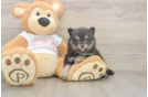 Pomeranian Pup Being Cute
