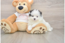 Pomeranian Puppy for Adoption