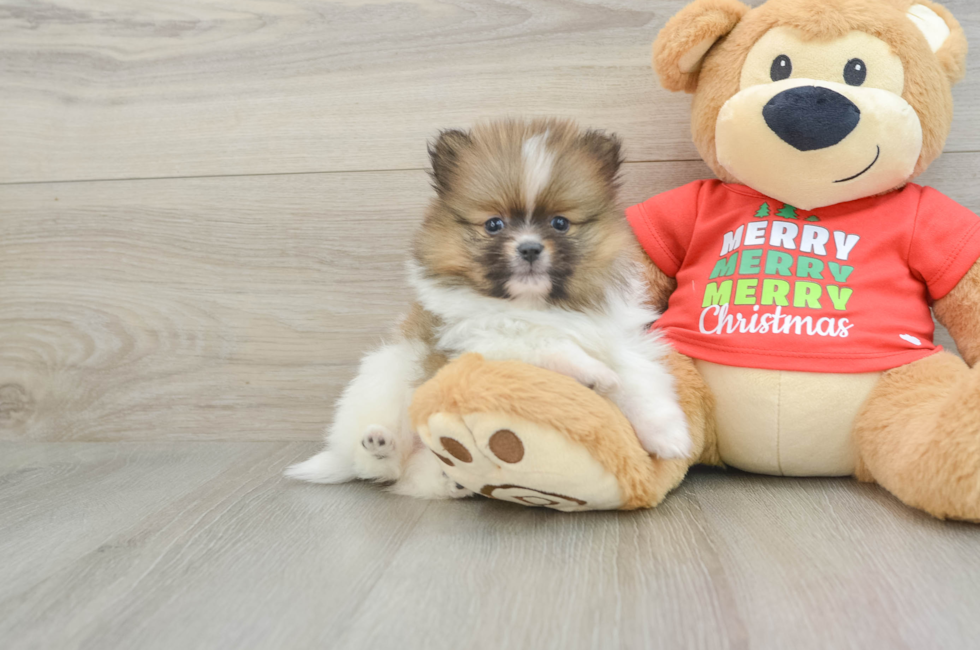 6 week old Pomeranian Puppy For Sale - Puppy Love PR