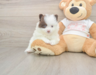 7 week old Pomeranian Puppy For Sale - Puppy Love PR