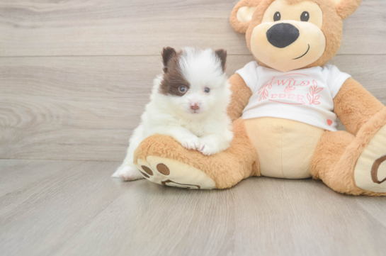 6 week old Pomeranian Puppy For Sale - Puppy Love PR Cute Deutscher Spitz Purebred Puppy