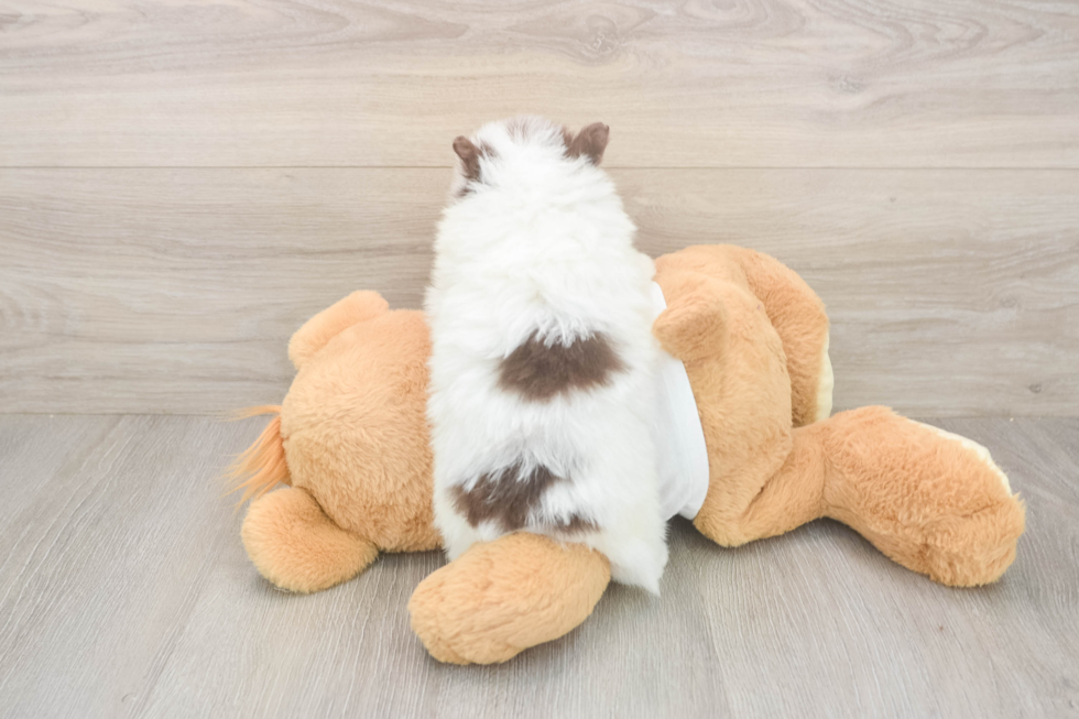 Meet Weston - our Pomeranian Puppy Photo  3/3 - Puppy Love PR Petite Dwarf Spitz Purebred Puppy