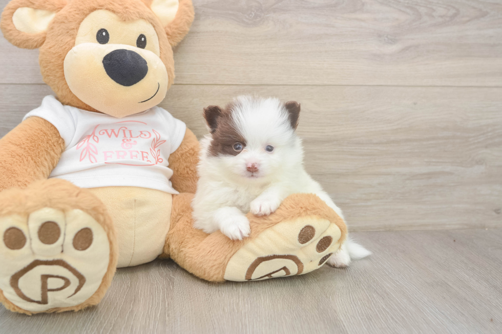 Meet Weston - our Pomeranian Puppy Photo  2/3 - Puppy Love PR Best Pomeranian Baby