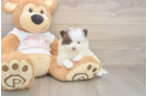 Meet Weston - our Pomeranian Puppy Photo  2/3 - Puppy Love PR Best Pomeranian Baby