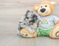 8 week old Pomeranian Puppy For Sale - Puppy Love PR