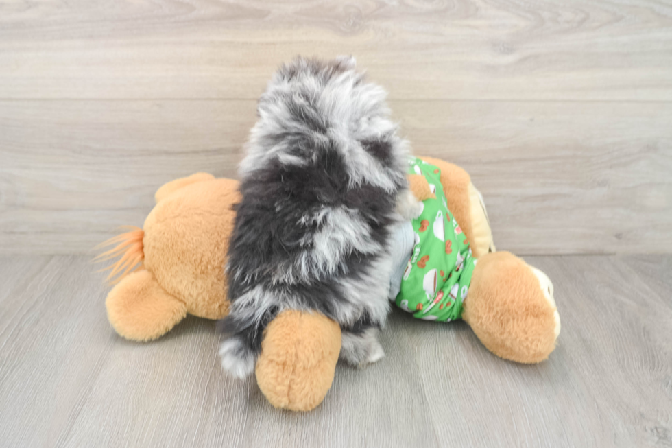 Pomeranian Pup Being Cute