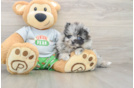Friendly Pomeranian Purebred Pup