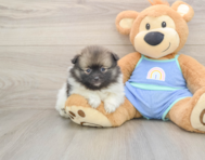 9 week old Pomeranian Puppy For Sale - Puppy Love PR