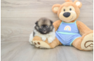 Pomeranian Pup Being Cute