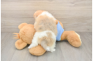 Best Pomeranian Baby