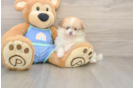 Pomeranian Pup Being Cute