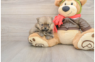 Little Pomeranian Baby