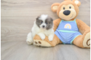 Energetic Deutscher Spitz Purebred Puppy