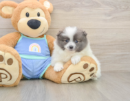 9 week old Pomeranian Puppy For Sale - Puppy Love PR