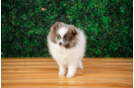 Cute Dwarf Spitz Purebred Puppy
