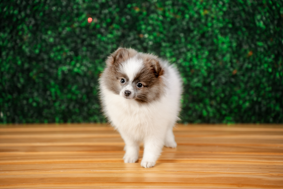Cute Dwarf Spitz Purebred Puppy