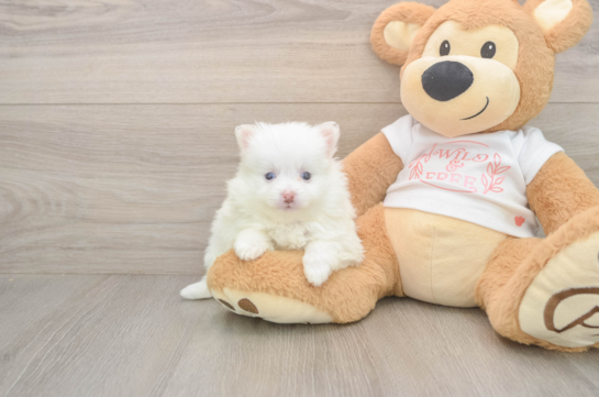 6 week old Pomeranian Puppy For Sale - Puppy Love PR Adorable Loulou Purebred Puppy