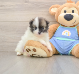 8 week old Pomeranian Puppy For Sale - Puppy Love PR