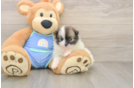 Little Pomeranian Baby