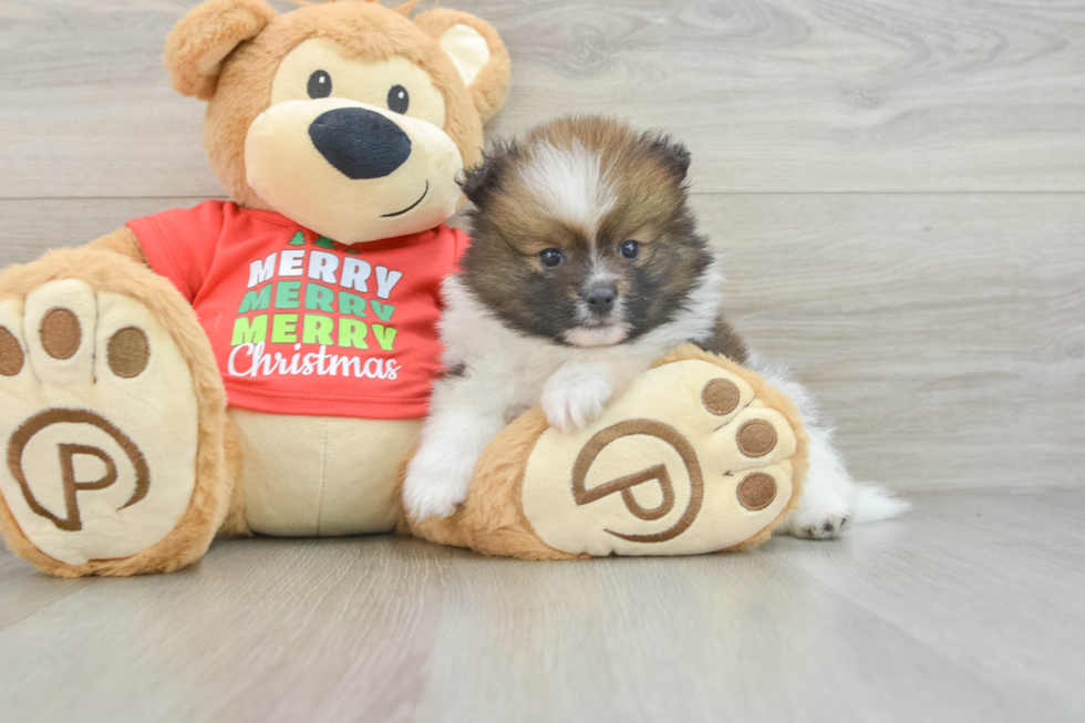 Pomeranian Puppy for Adoption