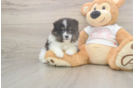 Popular Pomeranian Purebred Pup