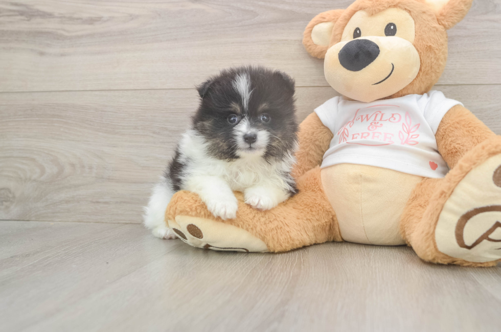 6 week old Pomeranian Puppy For Sale - Puppy Love PR