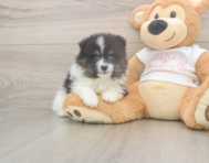 6 week old Pomeranian Puppy For Sale - Puppy Love PR 6 week old Pomeranian Puppy For Sale - Puppy Love PR