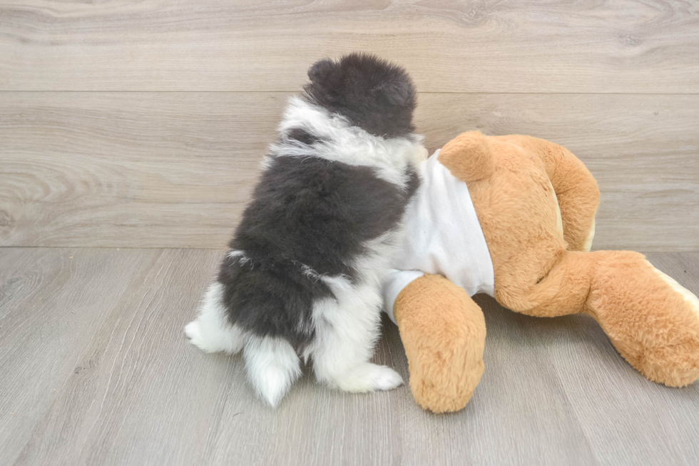 Best Pomeranian Baby