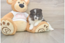 Akc Registered Pomeranian Baby